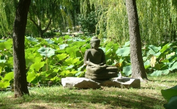 Mặc lá sen, ăn hạt tùng